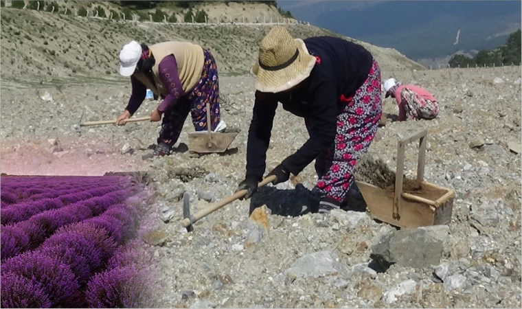 Kazdağları’ndaki maden sahası lavanta kokacak