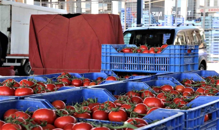 Antalya haline gelen domates miktarı arttı, fiyatı düştü