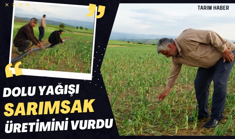  Dolu Yağışı Sarımsak Üretimini Vurdu