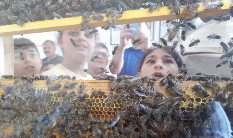 Arıların dünyasıyla tanıştılar