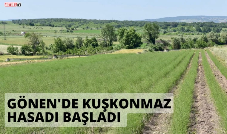 Gönen’ de kuşkonmaz hasadı başladı