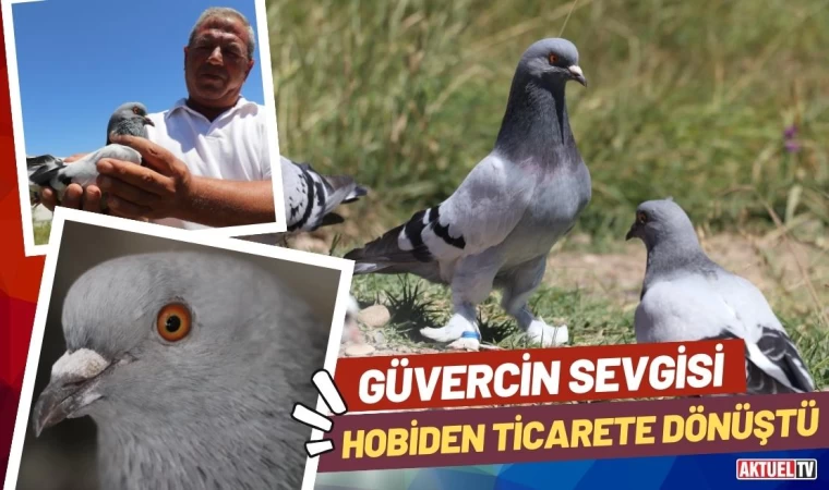 Güvercin Sevgisi Hobiden Ticarete Dönüştü
