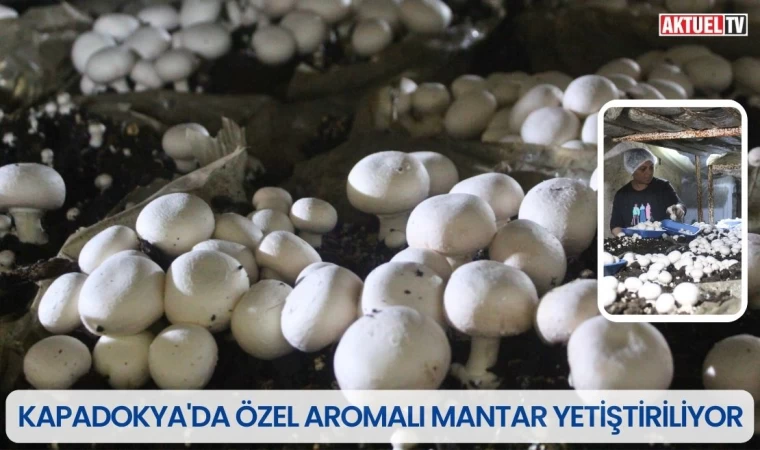 Kapadokya'da Özel Aromalı Mantar Yetiştiriliyor