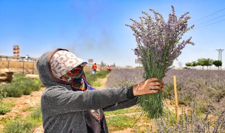 Mor Hasat Zamanı