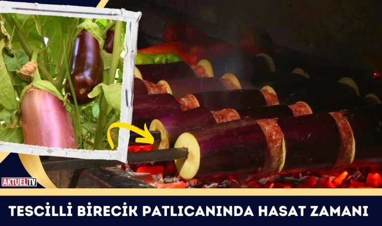 Tescilli Birecik Patlıcanında Hasat Zamanı