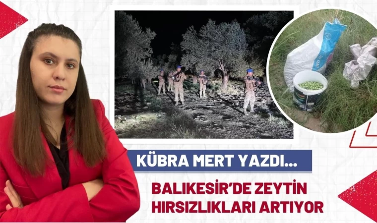 Balıkesir’de Zeytin Hırsızlığı Giderek Artıyor