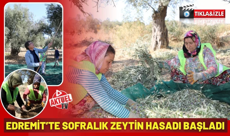 Edremit’te Zeytin Hasadı Başladı