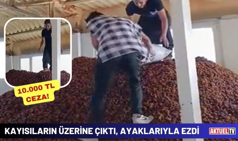 Kayısıların Üzerine Çıktı, Ayaklarıyla Ezdi