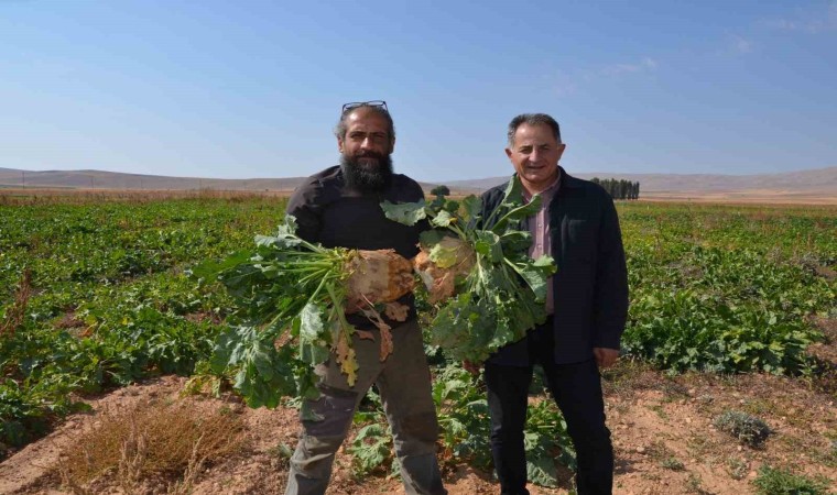 Şeker Pancarı Yüz Güldürüyor