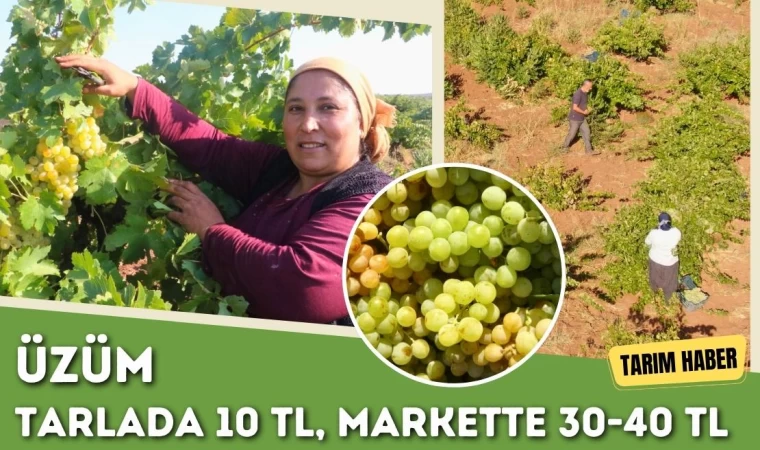 Üzüm Tarlada 10 TL, Markette 30-40 TL