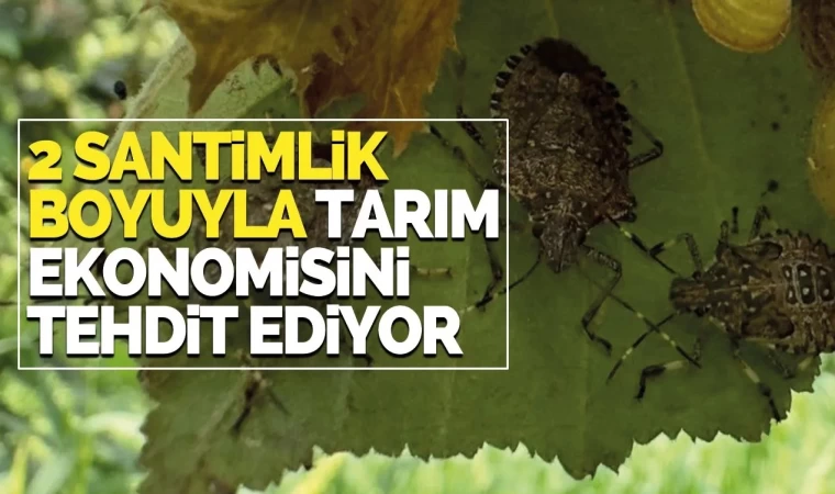 2 Santimlik Boyuyla Tarım Ekonomisini Tehdit Ediyor