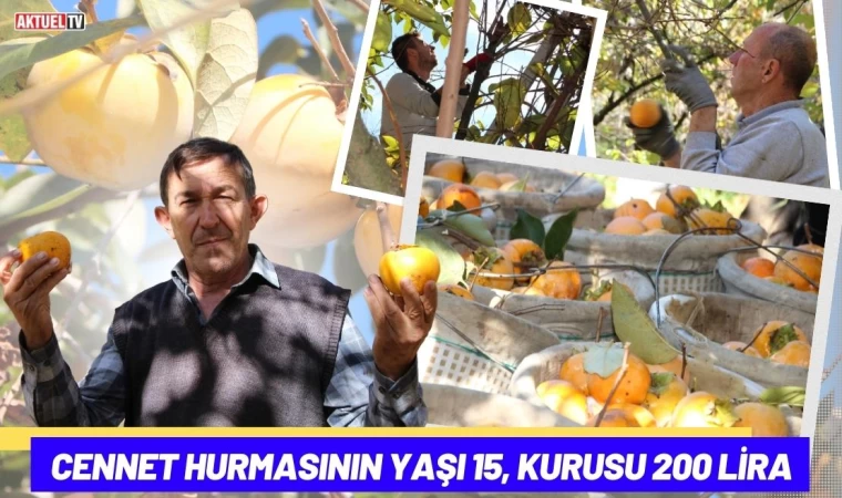 Cennet Hurmasının Yaşı 15, Kurusu 200 Lira