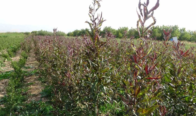 Deprem Bölgesinde Meyve Fidanı Üretimi Devem Ediyor