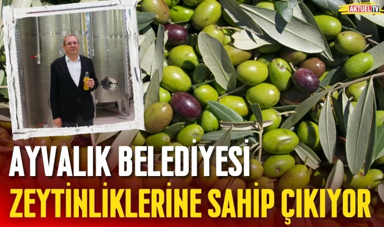 Ayvalık Zeytinliklerine Sahip Çıkıyor