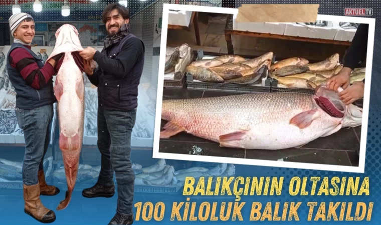 Balıkçının Oltasına Dev Balık Takıldı