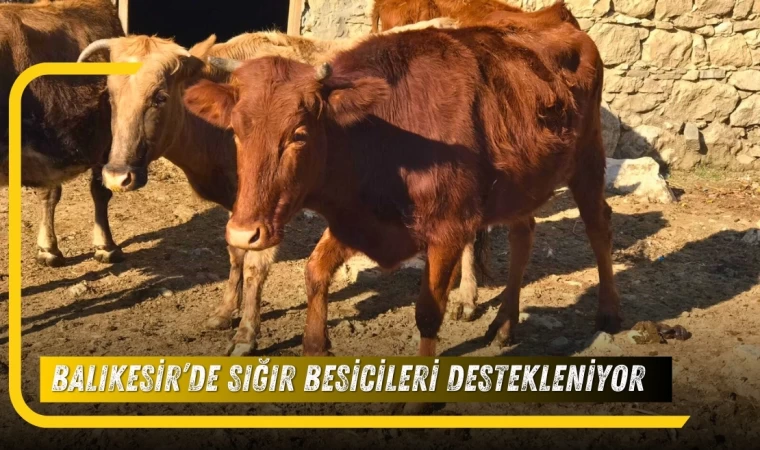 Balıkesir’de Sığır Besicileri Destekleniyor