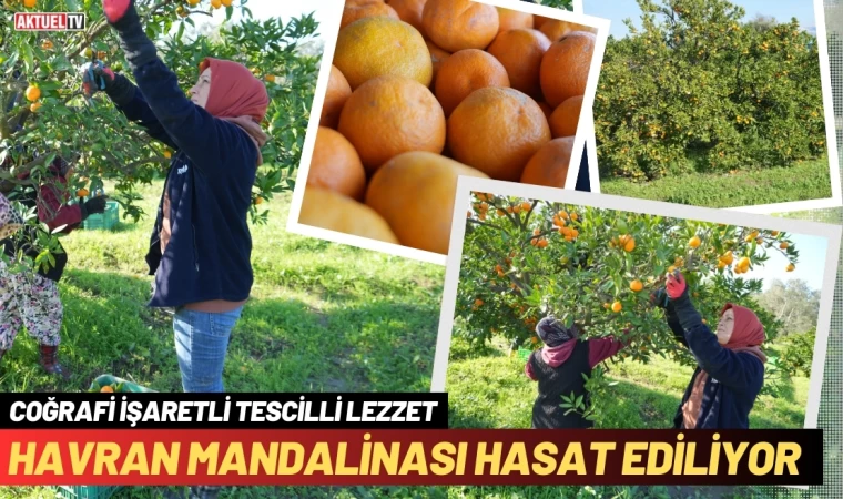 Coğrafi İşaretli Havran Mandalinası Hasat Ediliyor