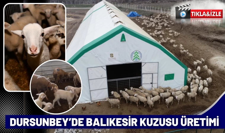 Dursunbey’de Balıkesir Kuzusu Üretimi