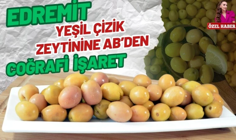 Edremit Yeşil Çizik Zeytini Avrupa’dan Tescil Aldı