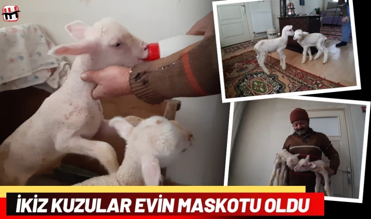 İkiz Kuzular Evin Maskotu Oldu