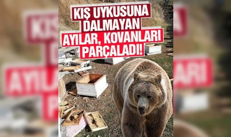 Kış Uykusuna Yatamayan Ayılar Arı Kovanlarını Parçaladı