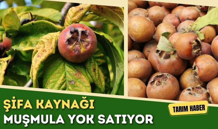 Şifa Kaynağı Muşmula Yok Satıyor