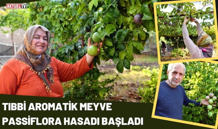 Tıbbi Aromatik Meyve Passiflora Hasadı Başladı