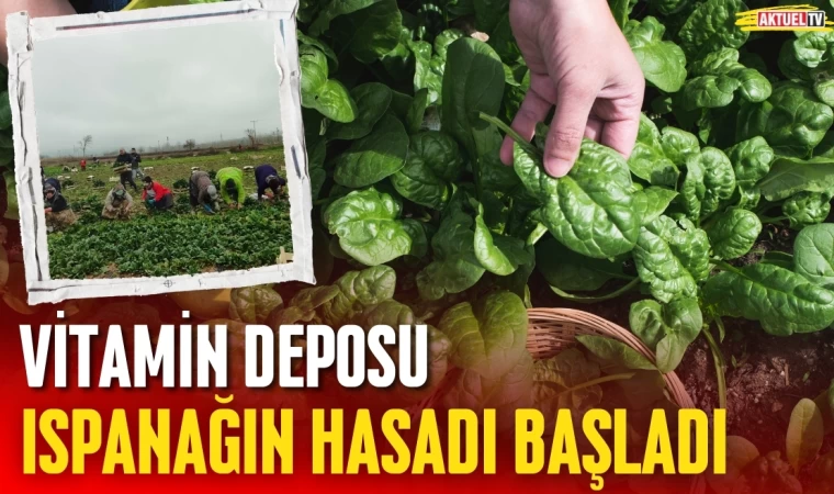 Vitamin Deposu Ispanağın Hasadı Başladı