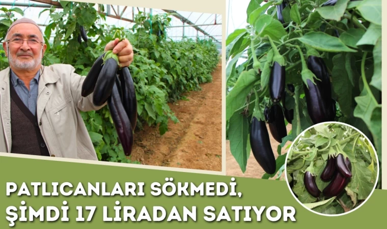 Yazın Patlıcanları Sökmedi, Şimdi 17 Liradan Satıyor