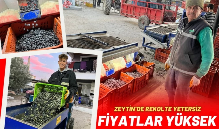 Zeytinde Rekolte Yetersiz, Fiyatlar Yüksek