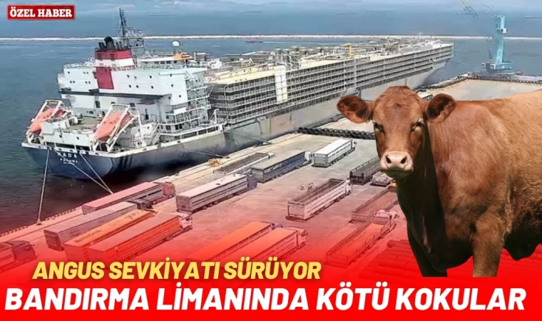 Bandırma Çelebi Limanı’ndan kötü kokular geliyor