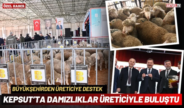 Büyükşehir, Kepsut’ta damızlıkları üreticiyle buluşturdu