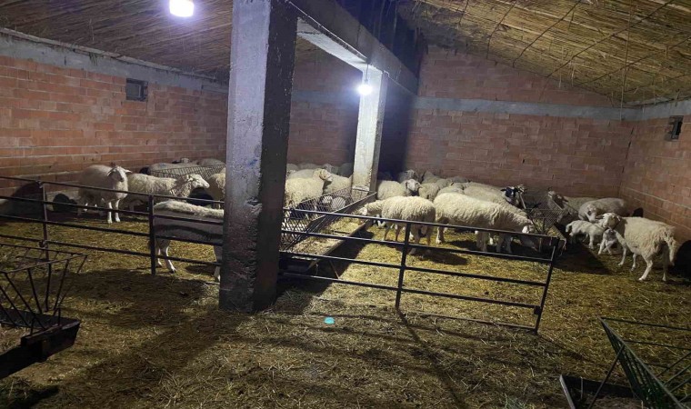 Çoban yanında işe girdiği sürü sahibinin 70’e yakın hayvanını çaldı