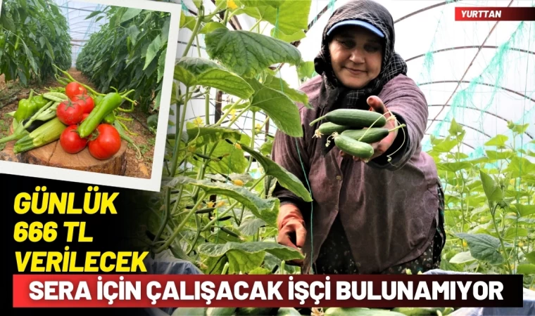 Domates toplayacak Günlük 666 TL’ye çalışacak işçi bulunamıyor