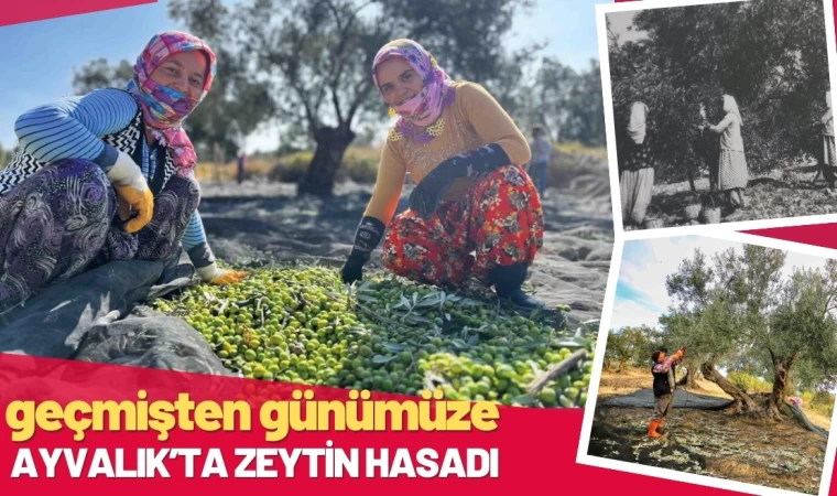 Geçmişten Günümüze Ayvalık'ta Zeytin Hasadı