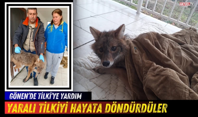 Gönen'de Yaralı tilkiyi hayata döndürdüler