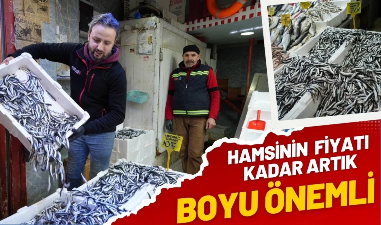 Hamsinin Fiyatı kadar Boyuda önemli