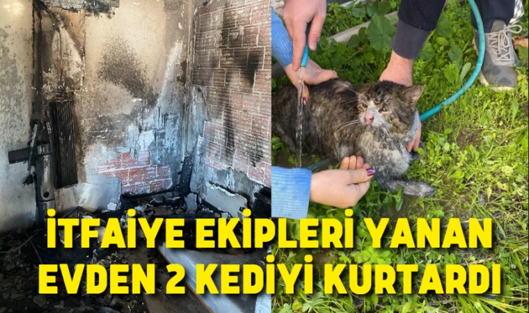 İtfaiye ekipleri yanan evden 2 kediyi kurtardı