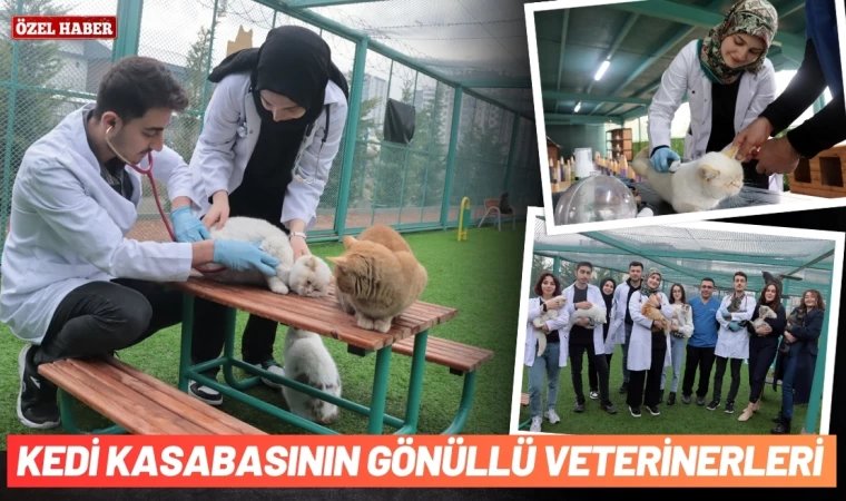 Kedi kasabasının gönüllü veterinerleri