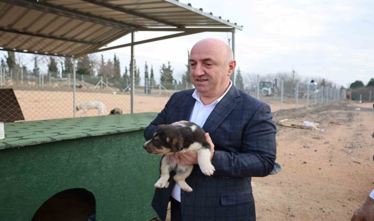 Sokak hayvanları Darıca’da güvenli barınağa kavuştu