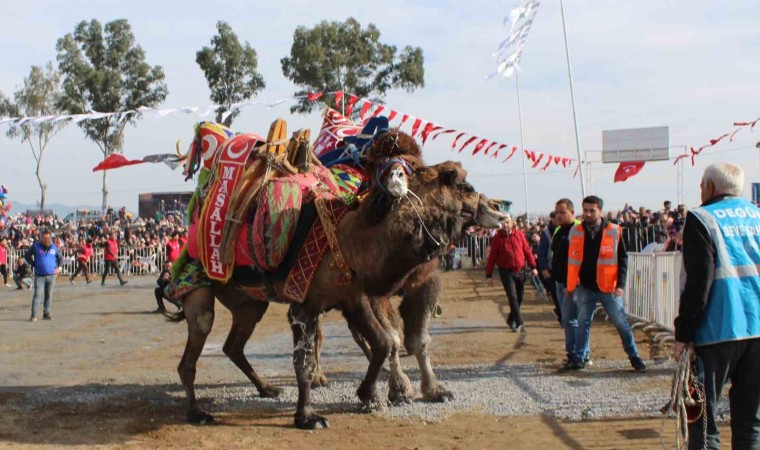 Yılın ilk deve güreşi İncirliova’da yapıldı