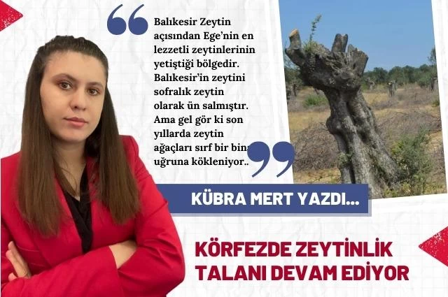 Körfezde Zeytinlikler Talan Ediliyor