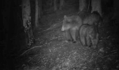 Erdek Kapıdağ ziyaretçilerini ayı korkusu sardı