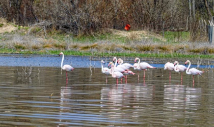 Flamingo sürüleri yeniden Ülkemizde