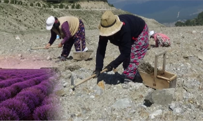 Kazdağları’ndaki maden sahası lavanta kokacak