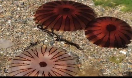 Erdek ve Kapıdağ yarım adası kıyılarında pusula denizanası uyarısı