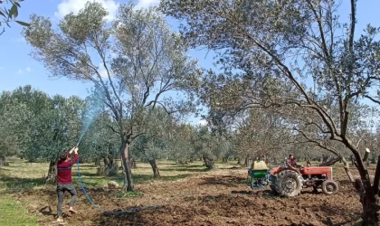 Halkalı leke hastalığının 2. ilaçlama zamanı geldi