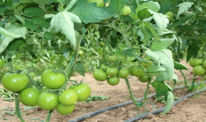 Türkiye’nin domates ihtiyacı bu bölgeden karşılanacak