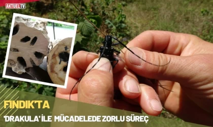 Fındıkta 'Drakula' İle Mücadelede Zorlu Süreç