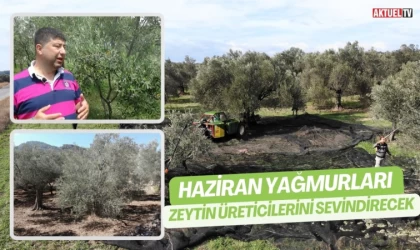 Haziran yağmurları zeytin üreticilerini sevindirecek